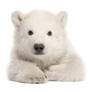Nástěnná samolepka Dekornik Polar Bear, 70 x 76 cm