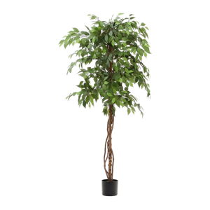 Umělý fíkus (výška 180 cm) Ficus – Kave Home