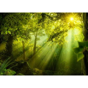 Velkoformátová tapeta Bimago In a Secret Forest, 350 x 245 cm