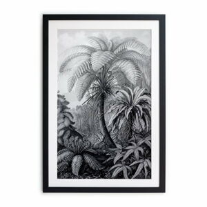 Černobílý plakát Surdic Palm, 60 x 40 cm